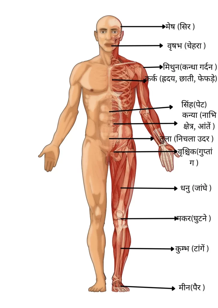 Rashi Body Parts